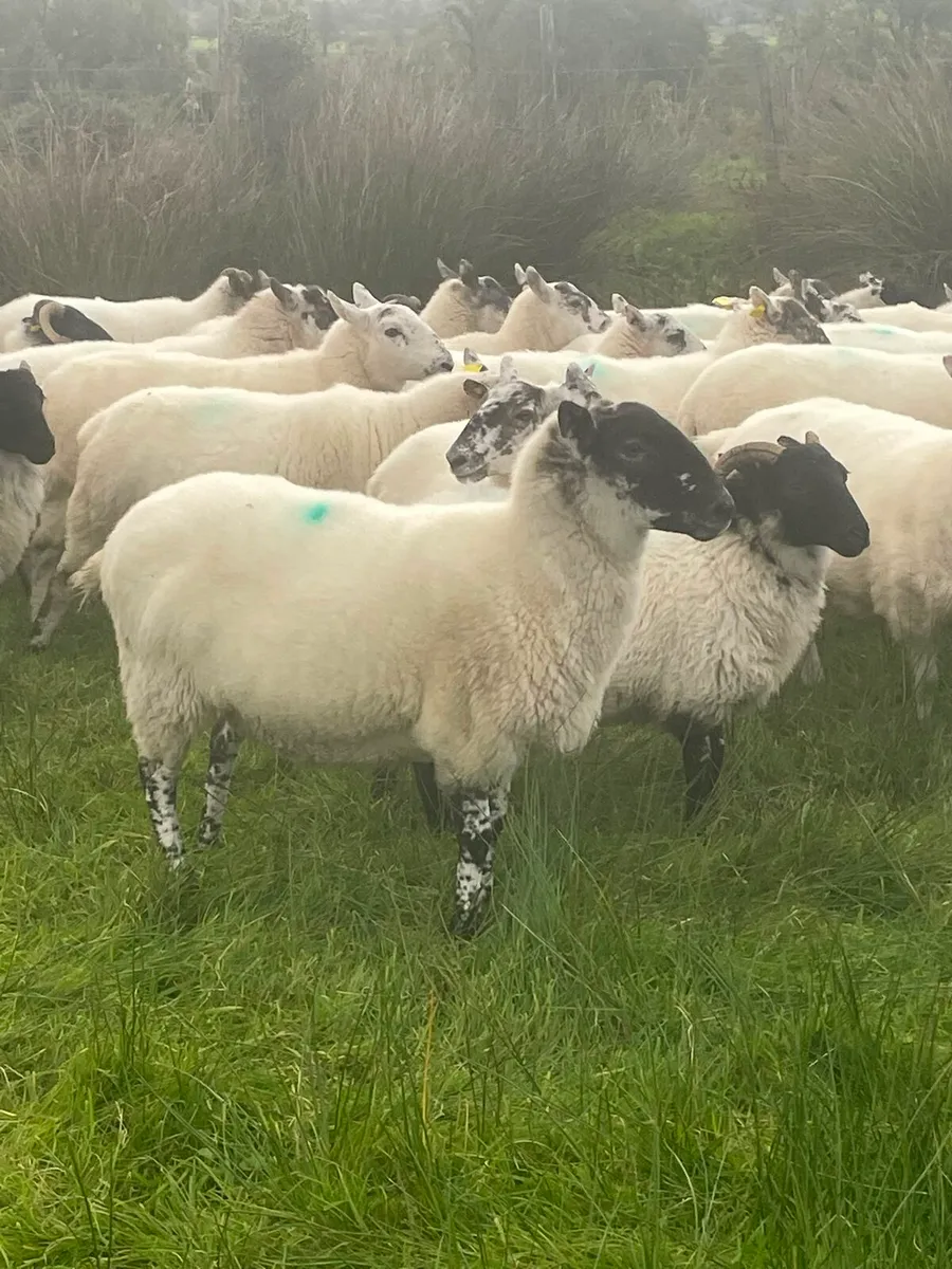 ORGANIC HOGGETS - Image 4