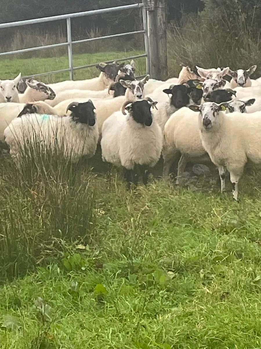 ORGANIC HOGGETS - Image 1