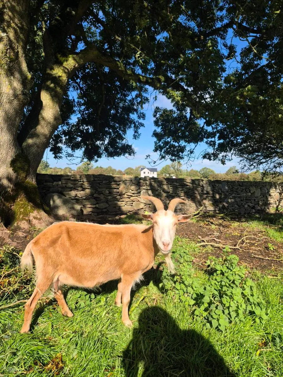 Dairy goats - Image 2