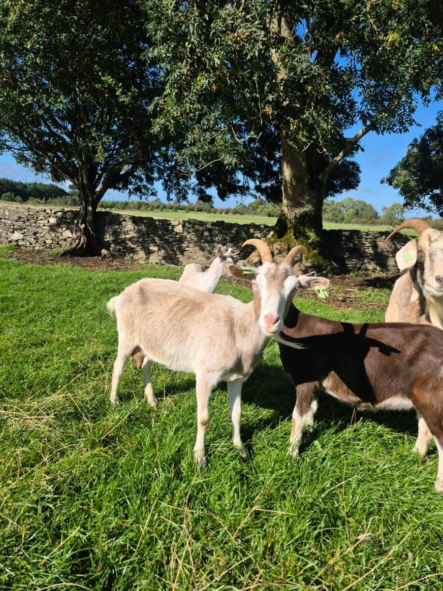 Dairy goats - Image 3