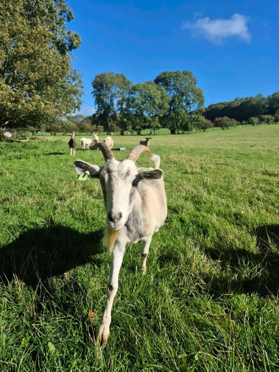 Dairy goats - Image 4
