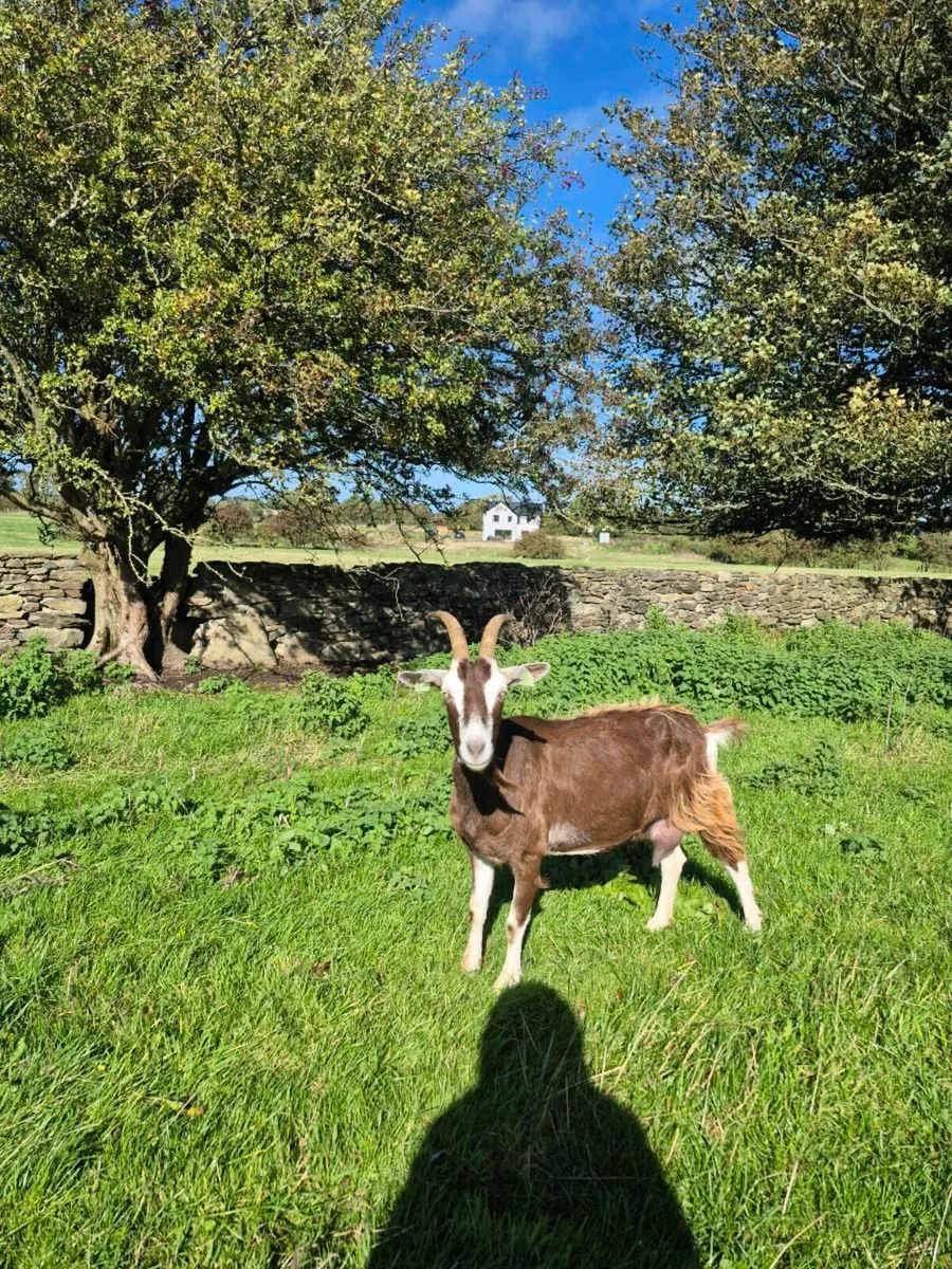 Dairy goats - Image 1