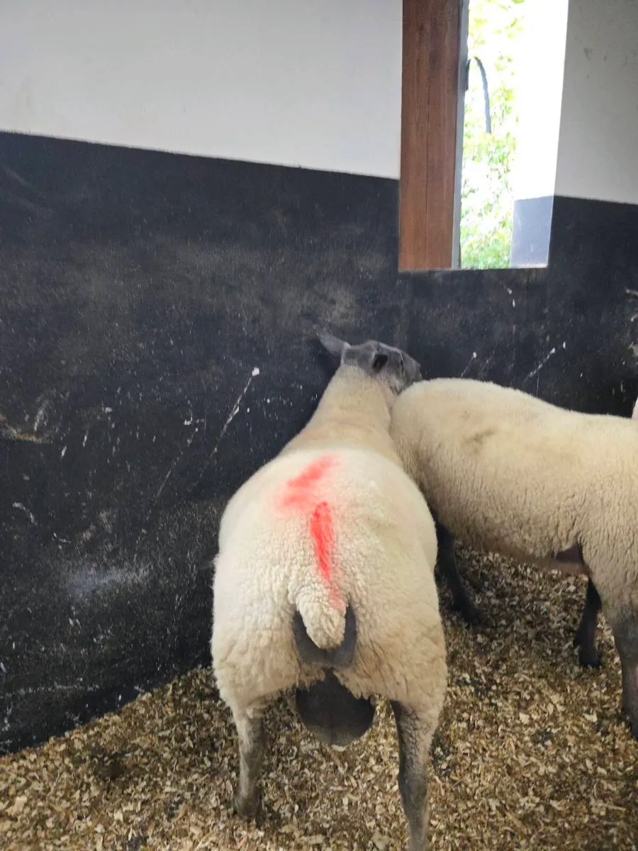 Bleu Du Maine Hogget rams - Image 4