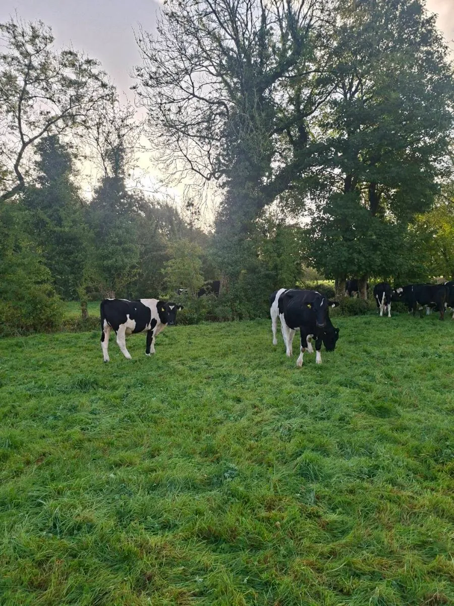 34 fresian bullocks - Image 2