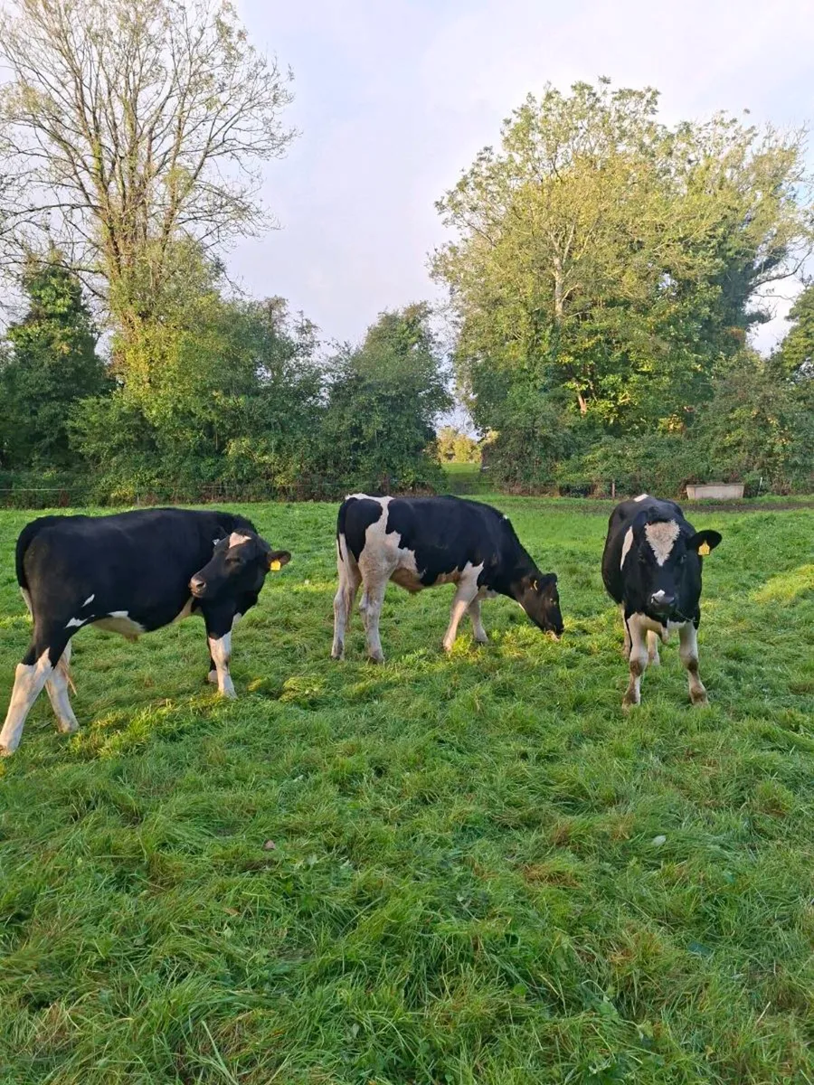 34 fresian bullocks - Image 3