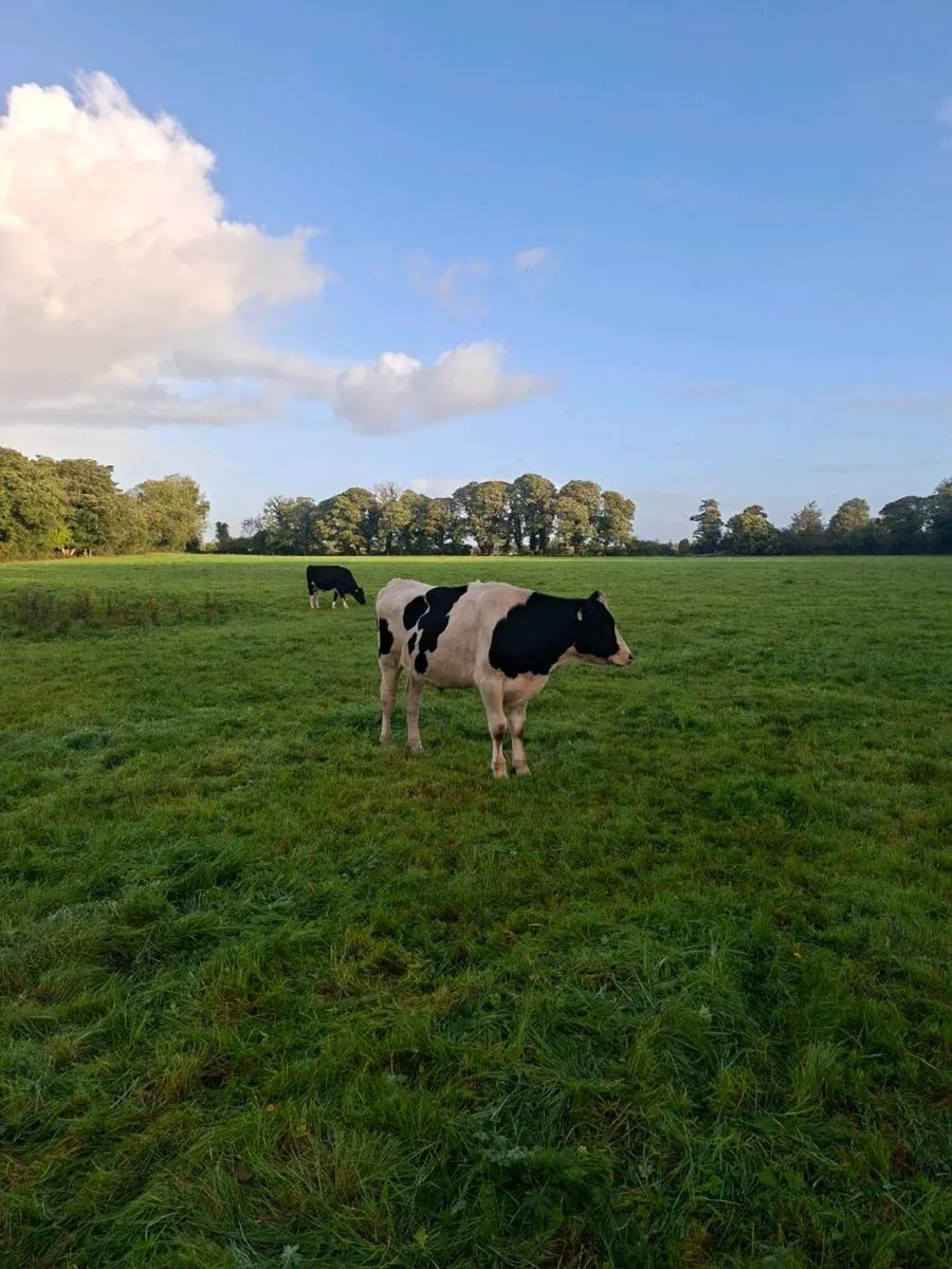 34 fresian bullocks - Image 4