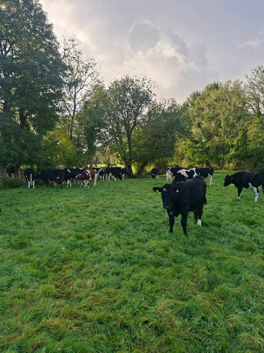 34 fresian bullocks - Image 1