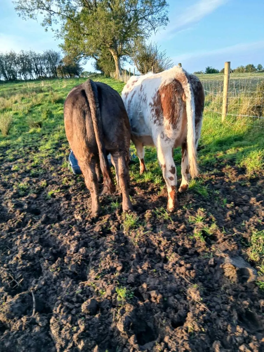 Livestock - Image 2