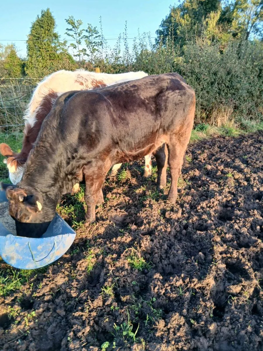 Livestock - Image 3