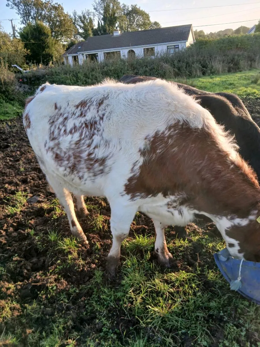 Livestock - Image 4