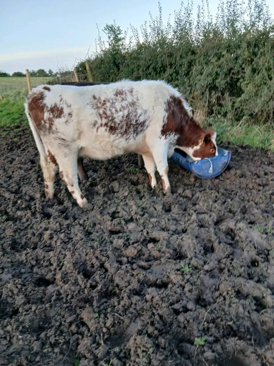Livestock - Image 1