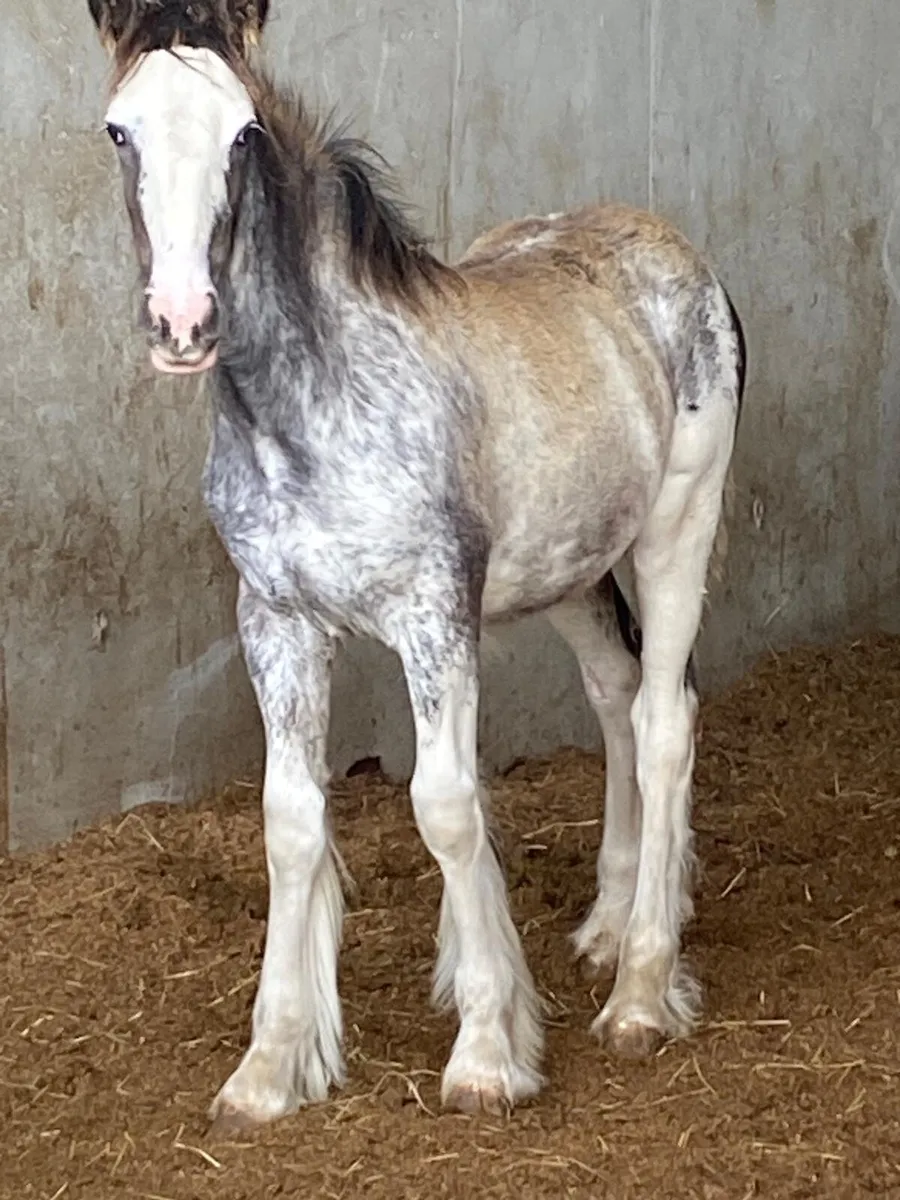 All good quality foals going to Balinsloe fair - Image 1