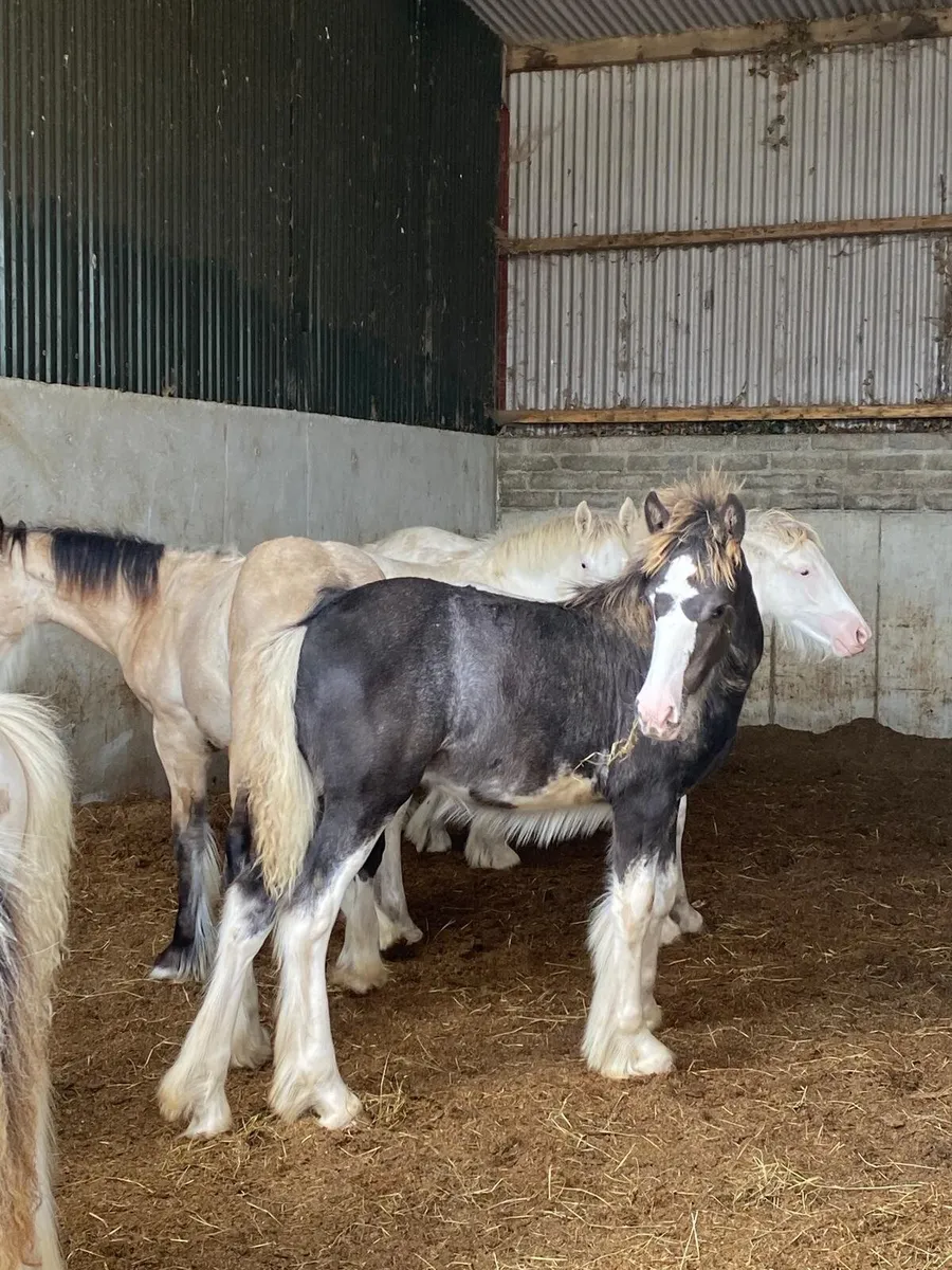All good quality foals going to Balinsloe fair - Image 2