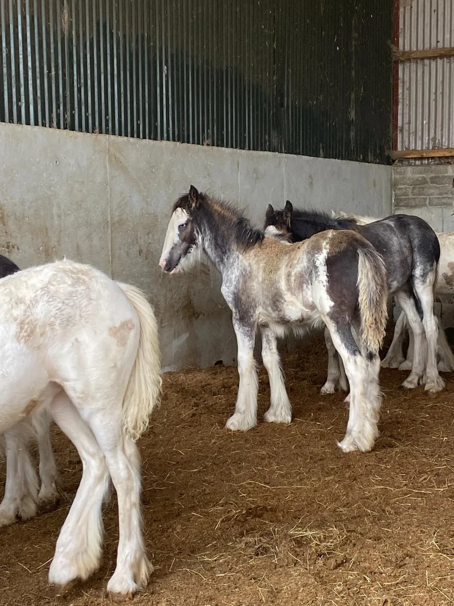 All good quality foals going to Balinsloe fair - Image 3