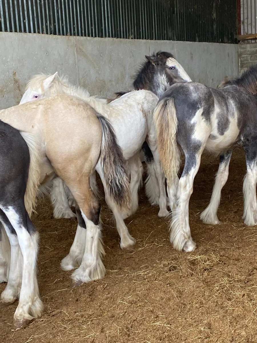 All good quality foals going to Balinsloe fair - Image 4