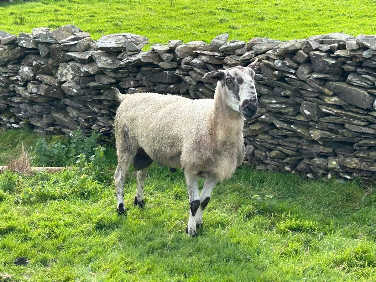 Ram - Image 3