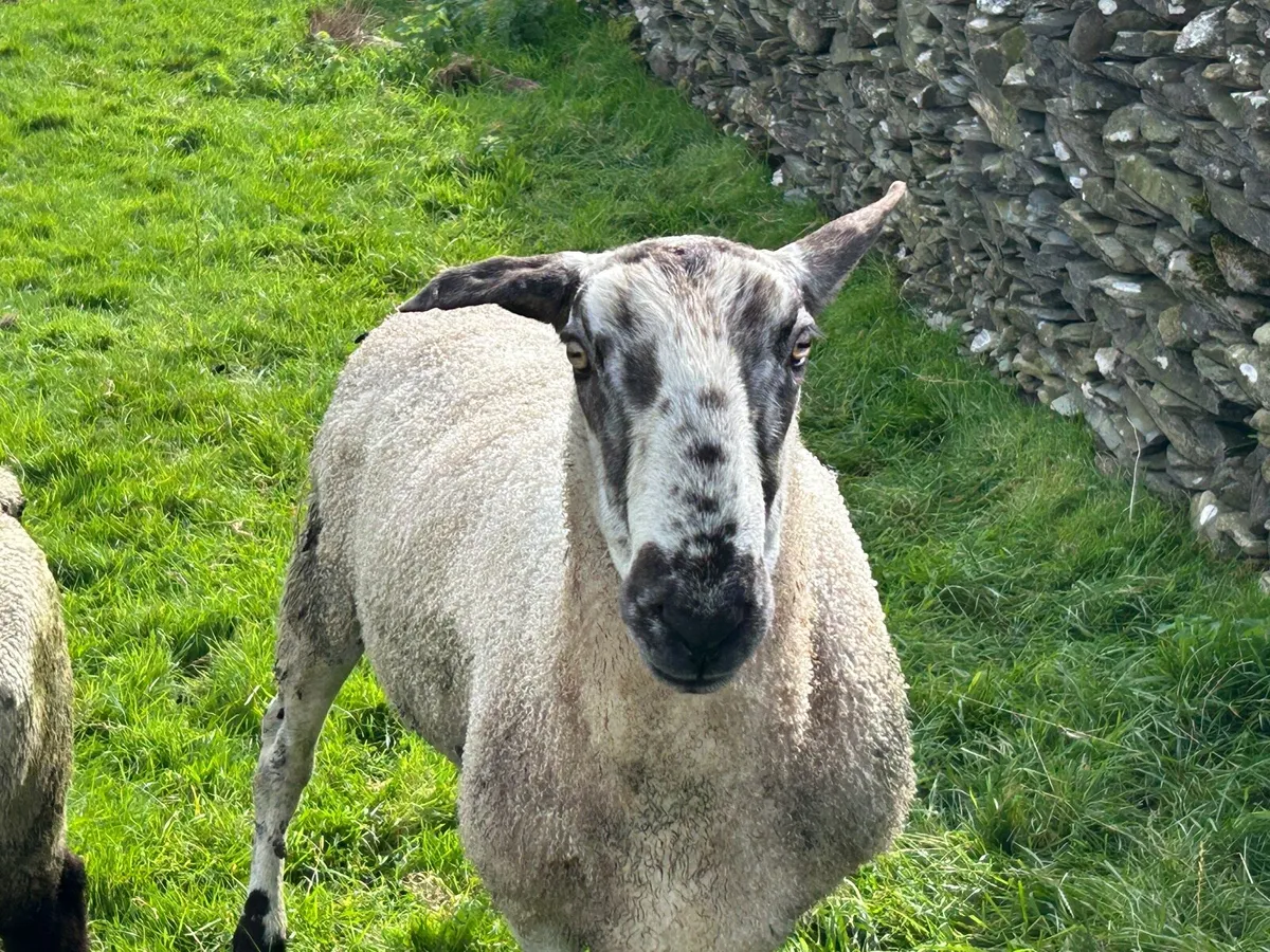 Ram - Image 1