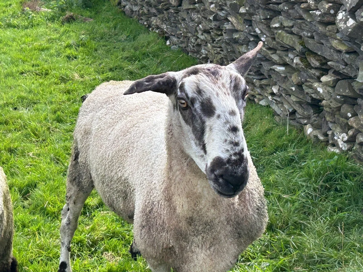 Ram - Image 2