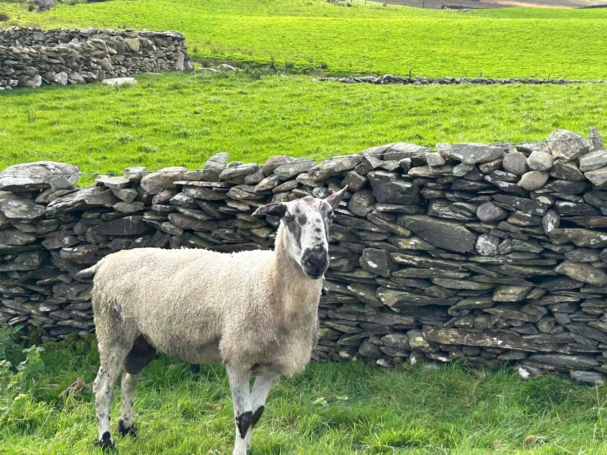 Ram - Image 4