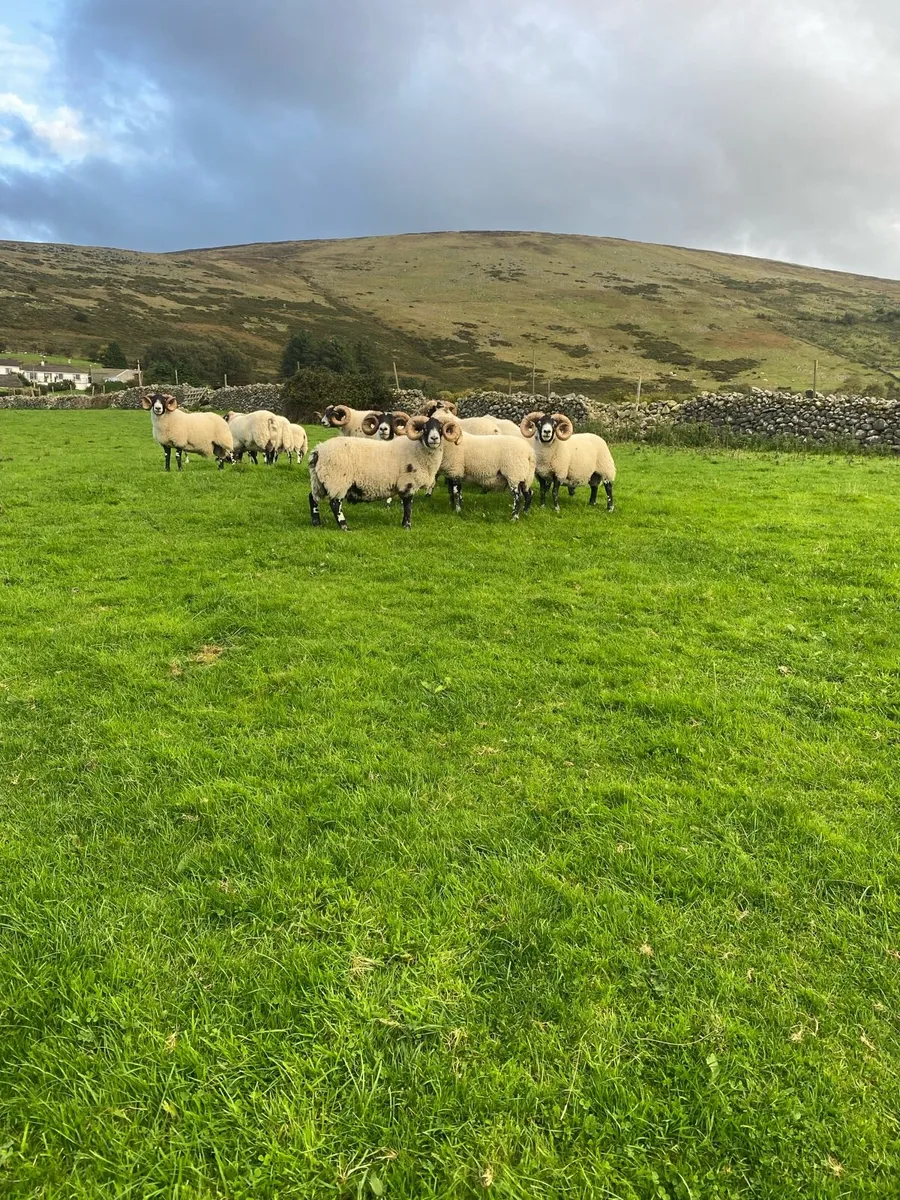 🔥Lanark Rams🔥 - Image 4