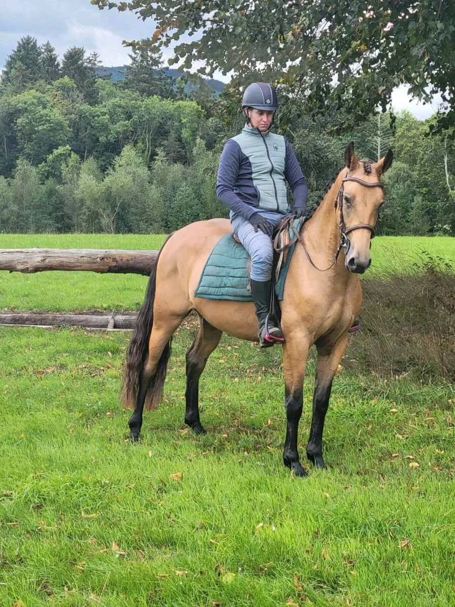 Dune 3yr old filly - Image 1