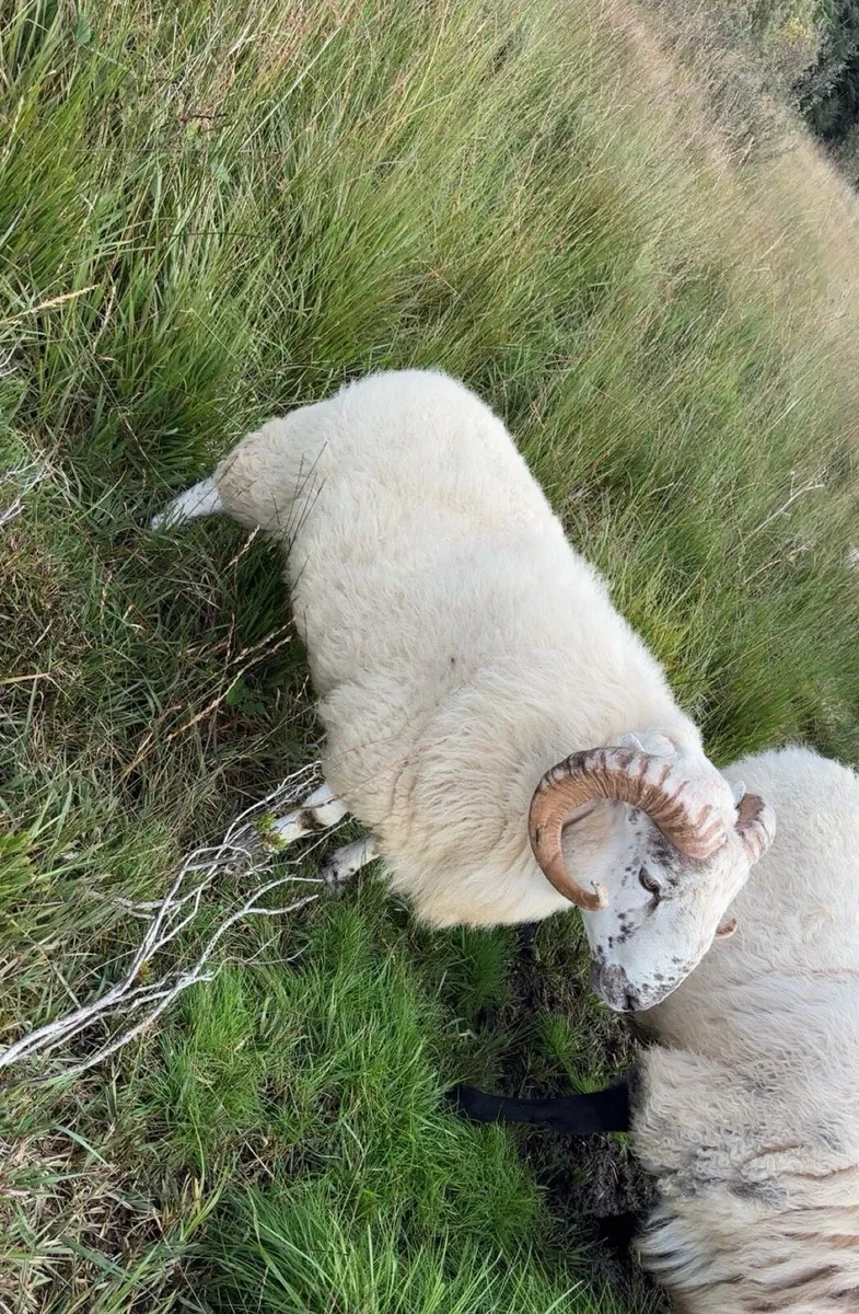 Cross bread hogget ram - Image 1