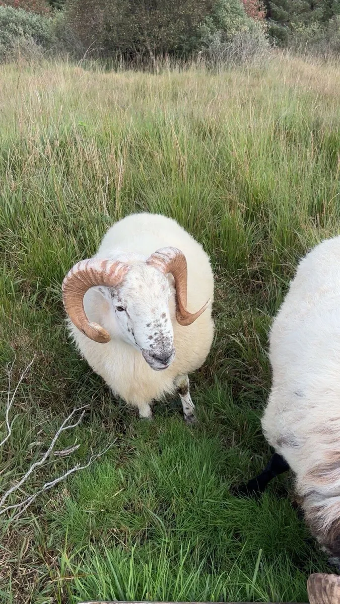 Cross bread hogget ram - Image 2