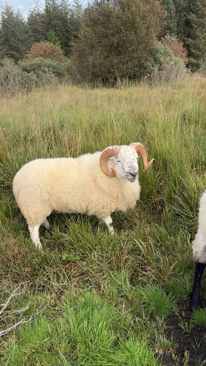 Cross bread hogget ram - Image 3
