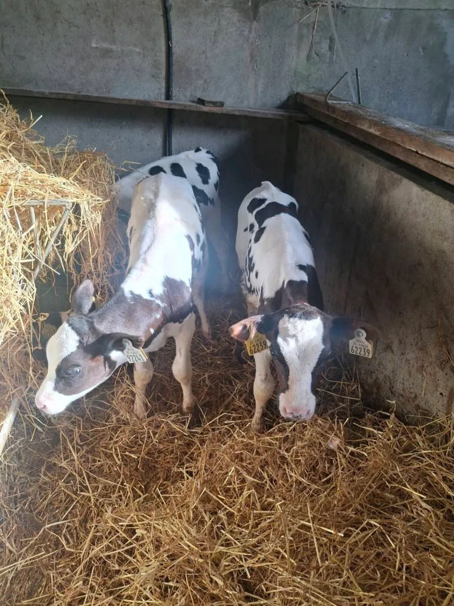 5 Pedigree Holstein Friesian Heifer Calves - Image 1