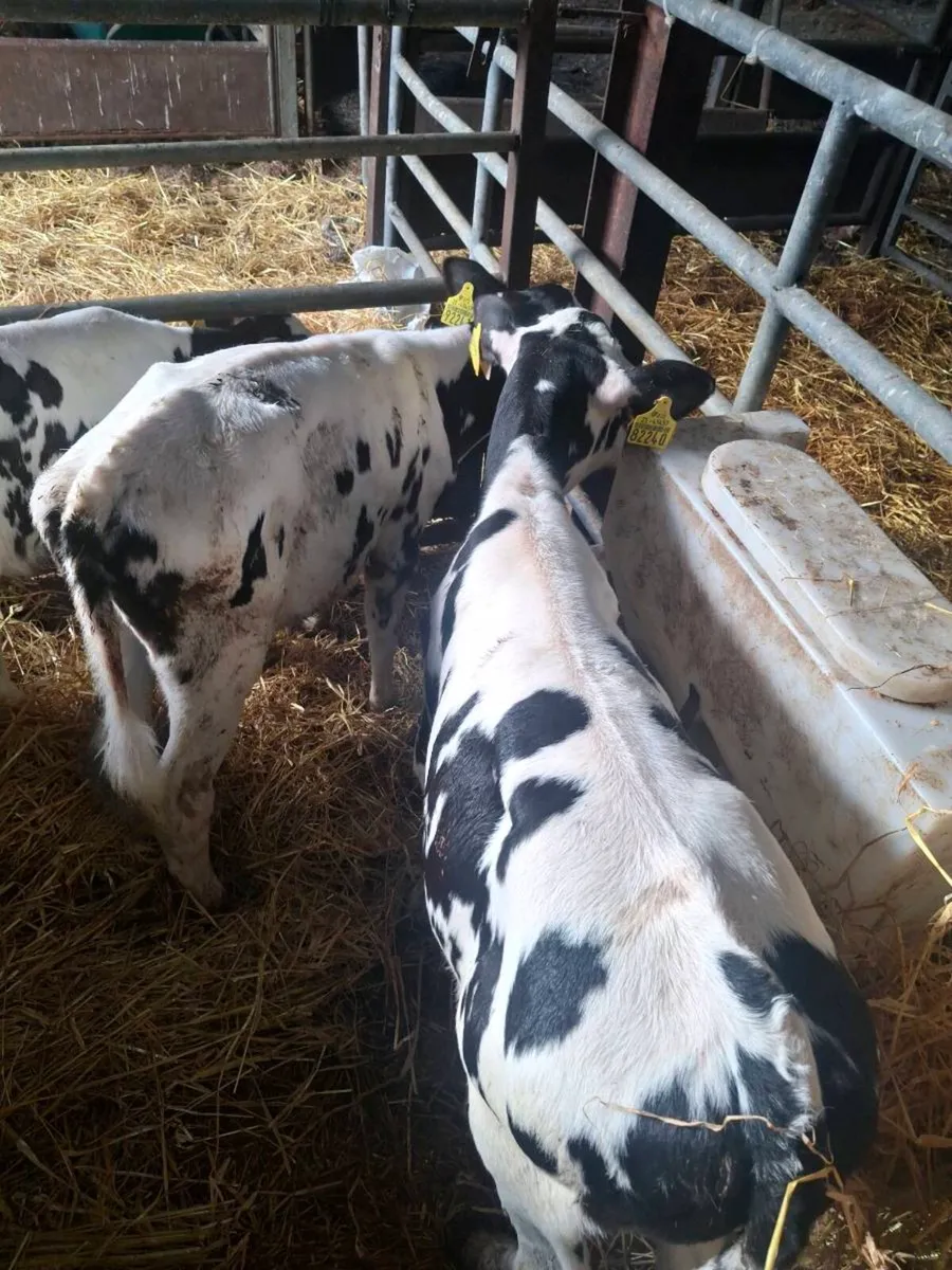 5 Pedigree Holstein Friesian Heifer Calves - Image 2