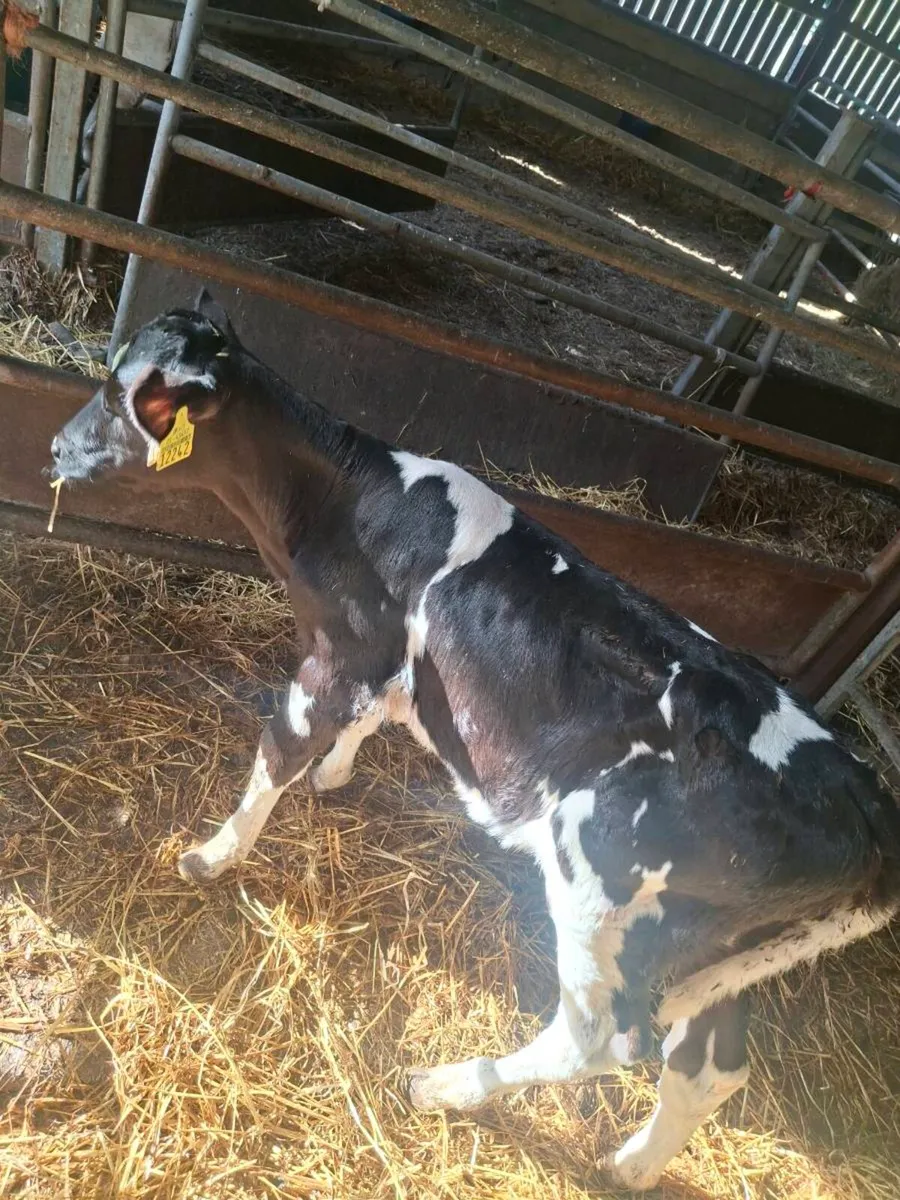 5 Pedigree Holstein Friesian Heifer Calves - Image 3