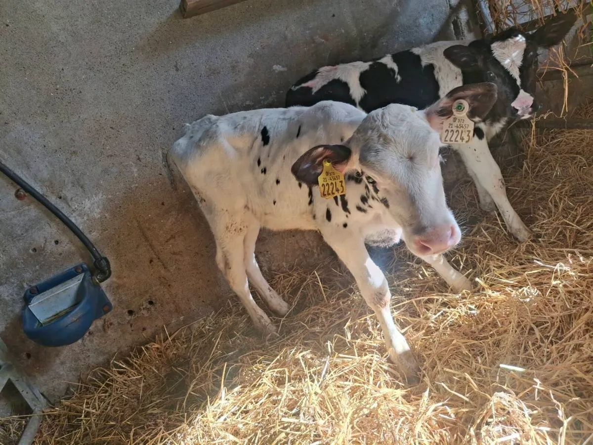 5 Pedigree Holstein Friesian Heifer Calves - Image 4