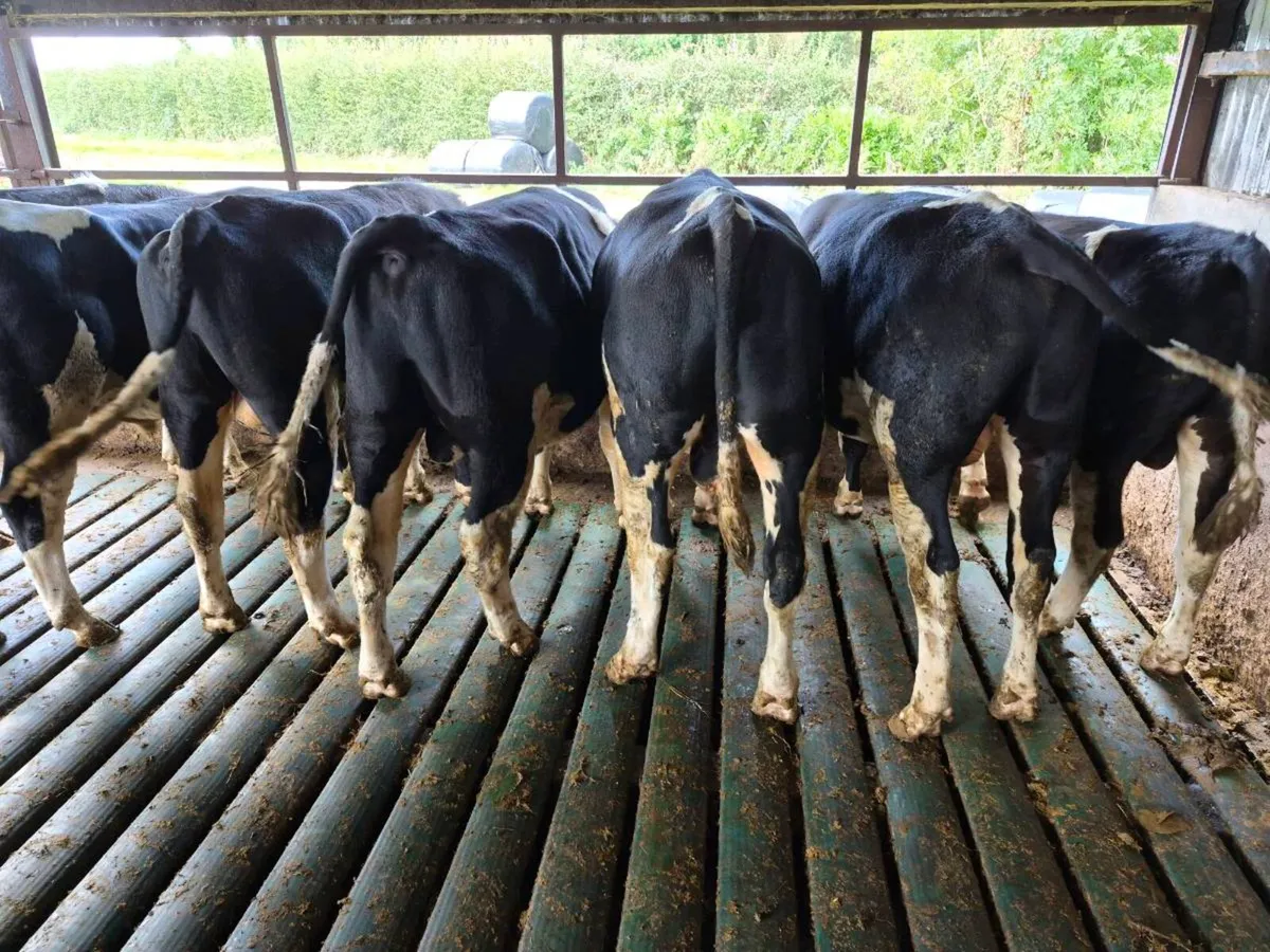 Strong  high ebi Friesian bulls - Image 1