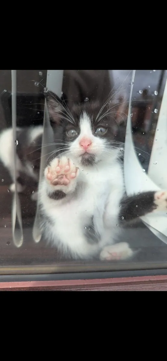 Kittens - Image 1