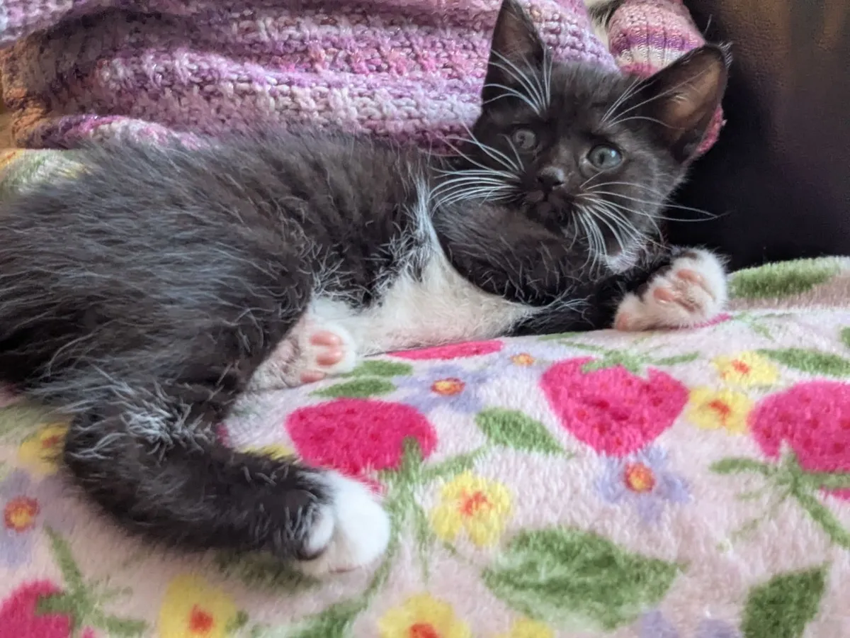 Kittens - Image 2