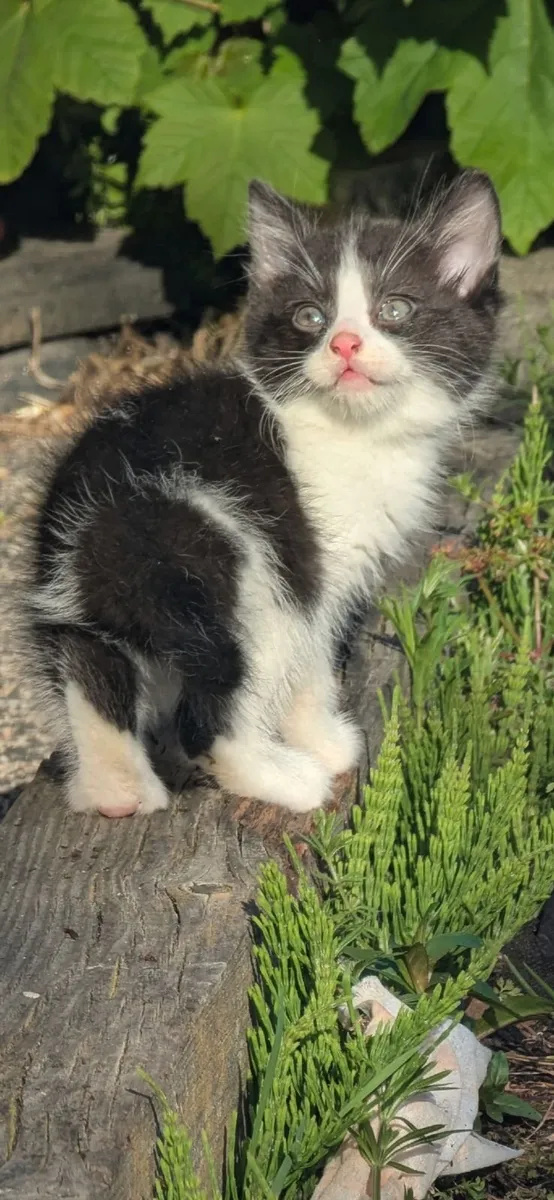 Kittens - Image 3