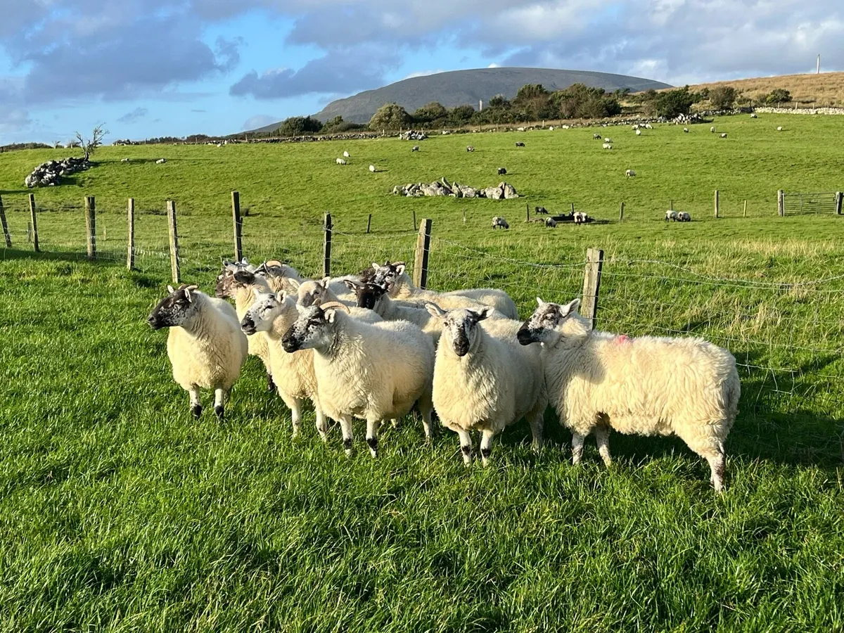 Cheviot X hogget ewes for sale - Image 3