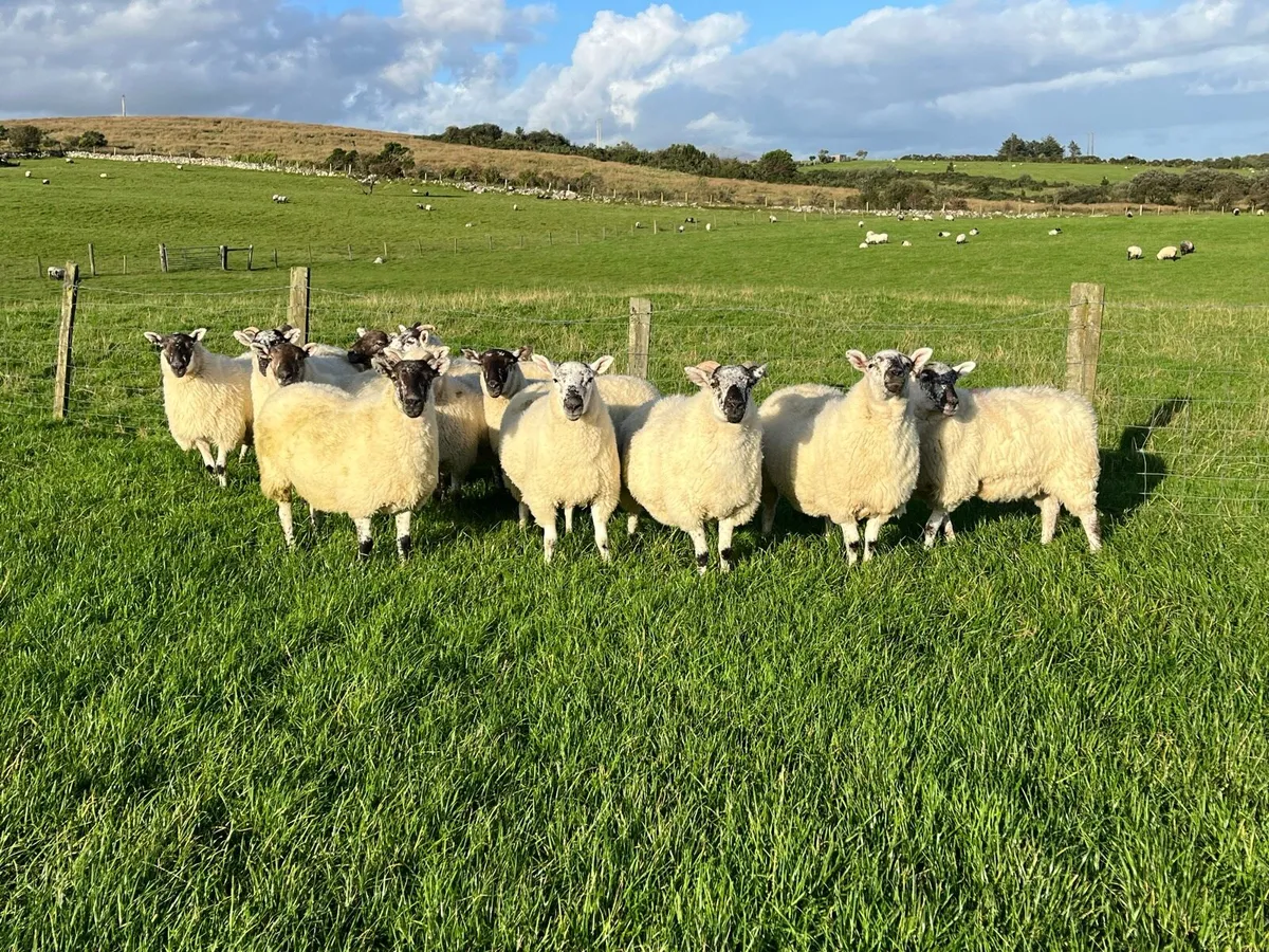 Cheviot X hogget ewes for sale - Image 2