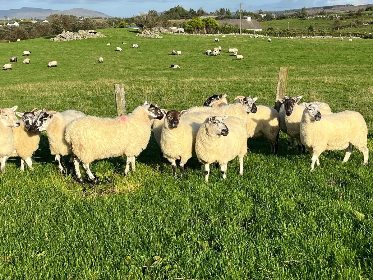 Cheviot X hogget ewes for sale - Image 1