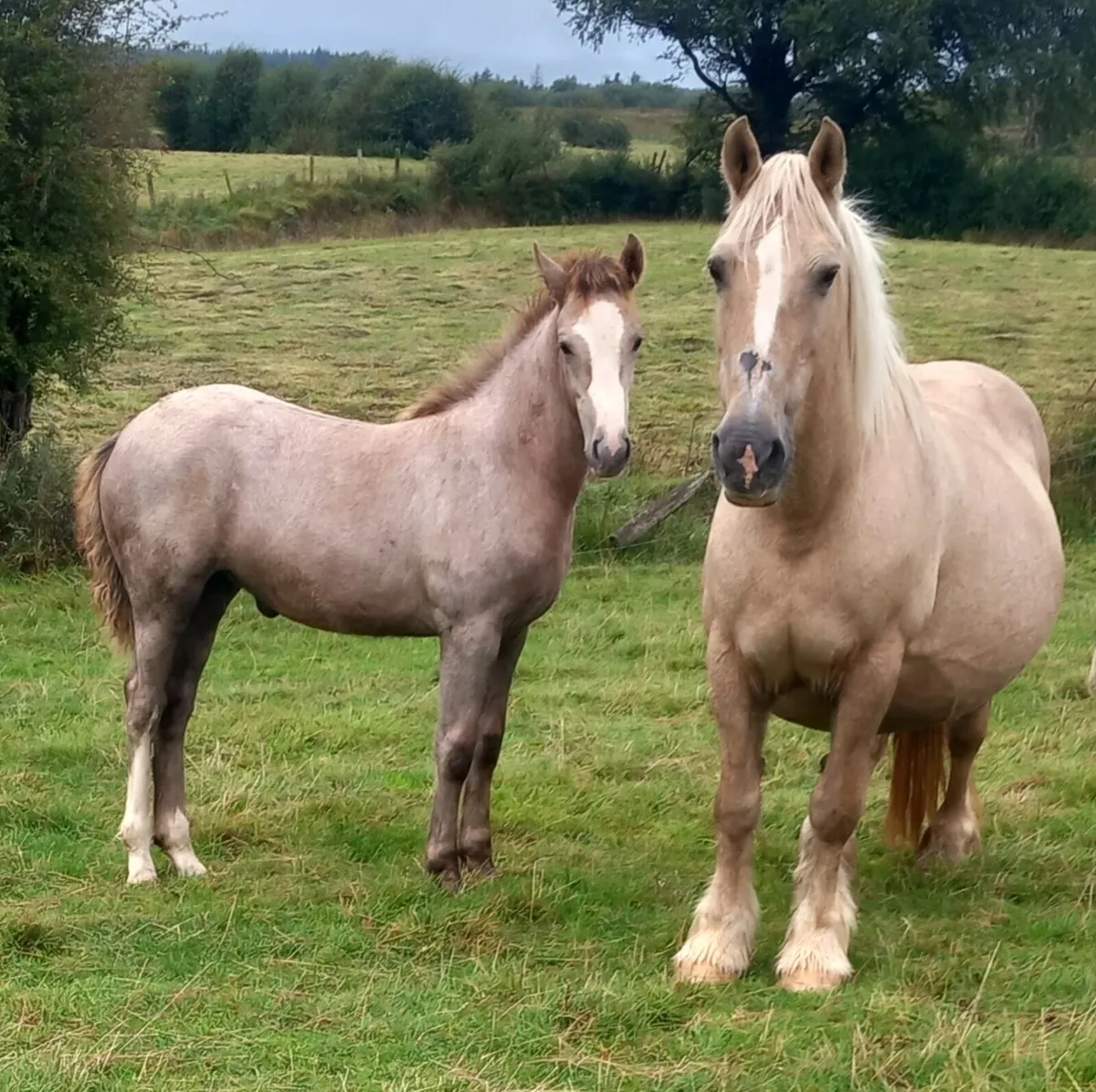 COB X DRAFT FILLY FOALS - Image 1