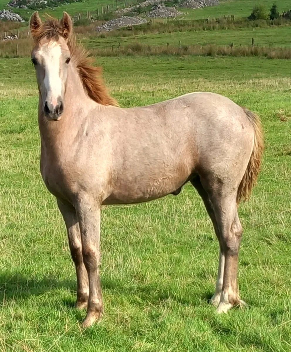 COB X DRAFT FILLY FOALS - Image 2