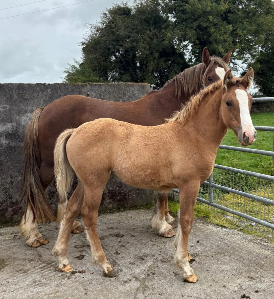 COB X DRAFT FILLY FOALS - Image 3