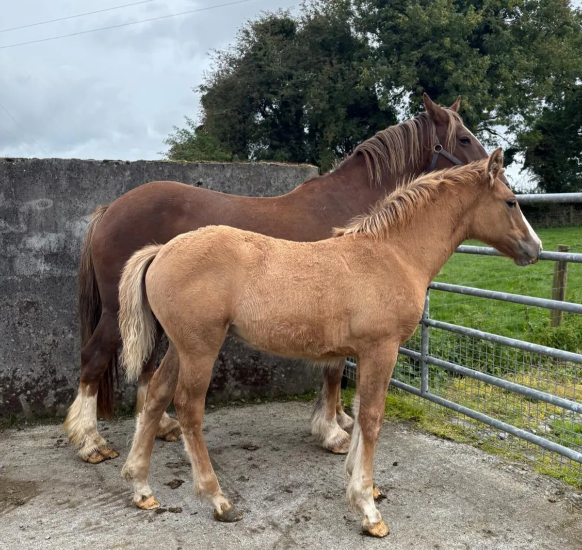 COB X DRAFT FILLY FOALS - Image 4
