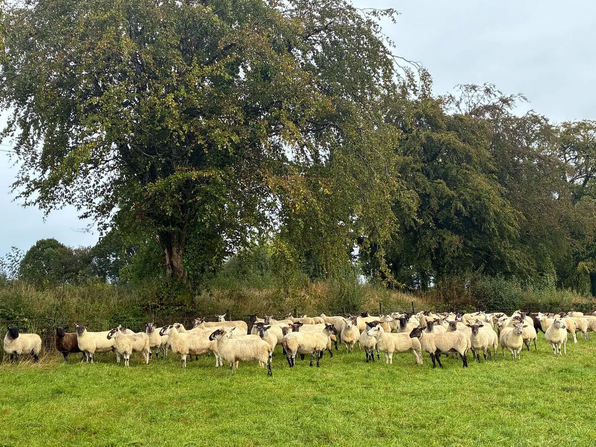 Good Quality Organic Hogget Sheep - Image 2