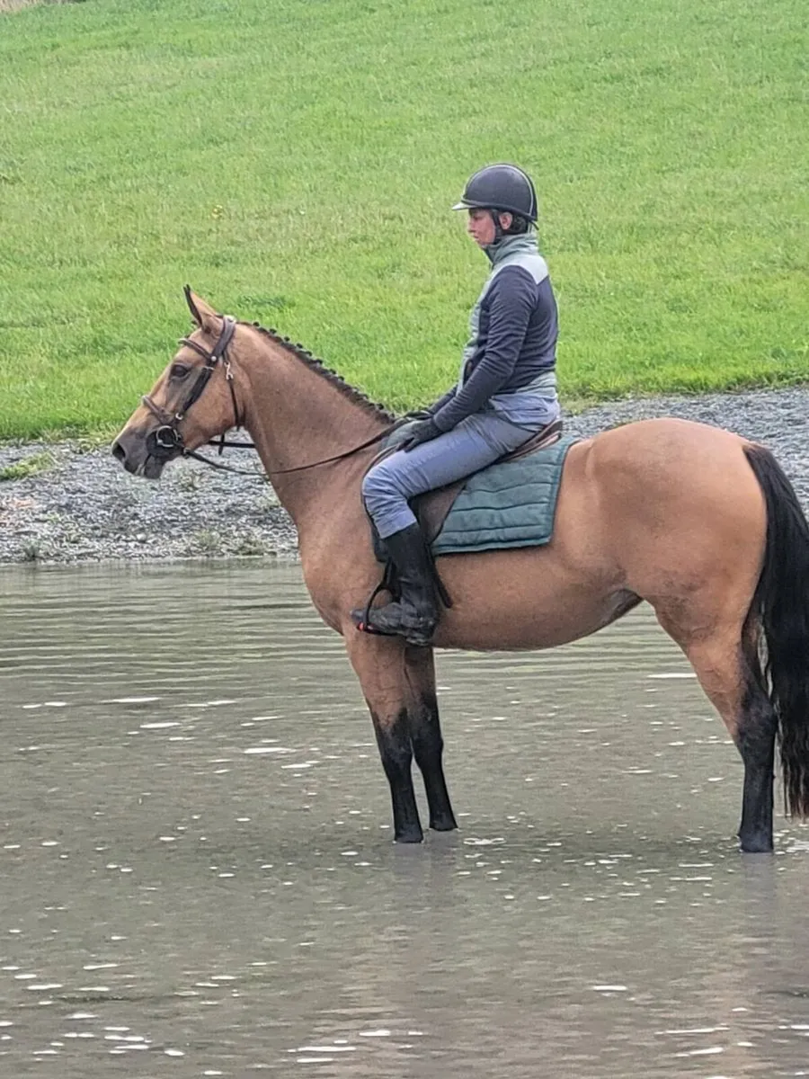 Dune 3yr old filly - Image 3