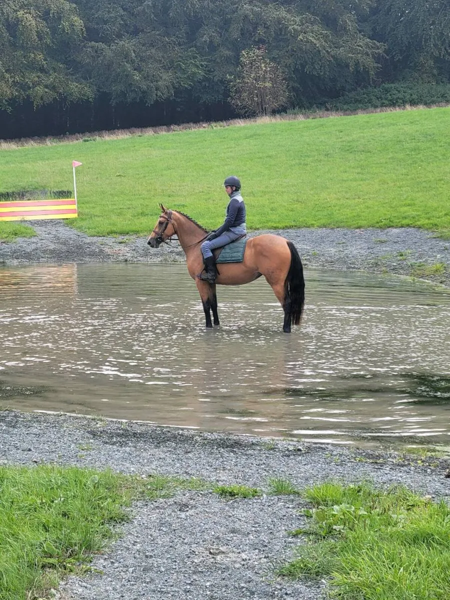 Dune 3yr old filly - Image 4