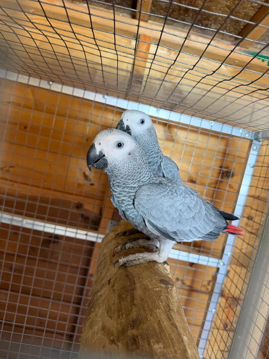 Parrot - Image 1