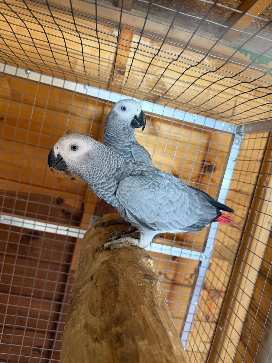 Parrot - Image 3