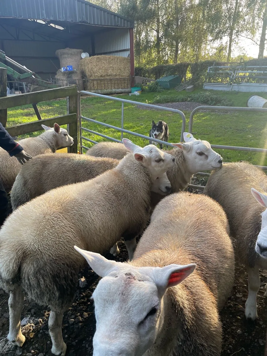 Sheep - Image 1