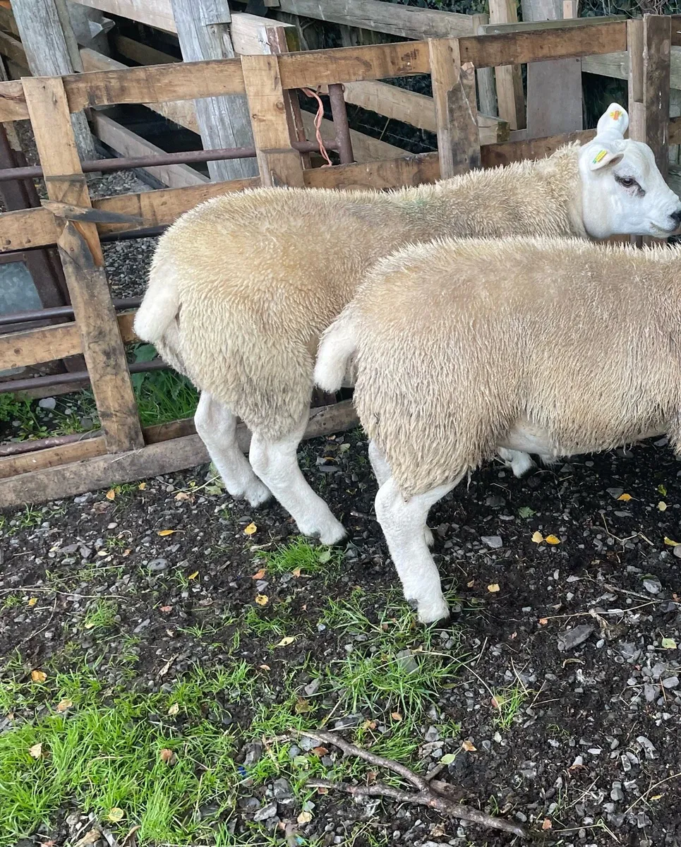 Sheep - Image 2